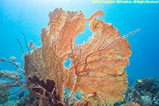 sea fan